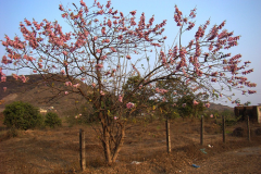 Glory-Cedar-Plant-growing-wild
