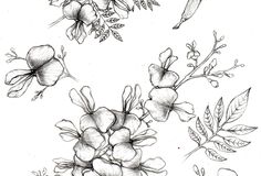 Sketch-of-Glory-Cedar-plant