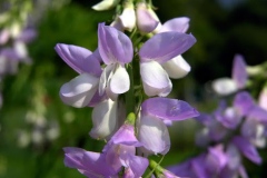 Closer-view-of-flowers-of-Goats-Rue