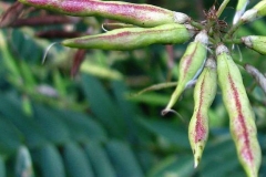 Closer-view-of-seed-pods-of-Goats-Rue