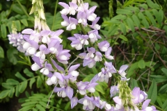 Flower-of-Goats-Rue
