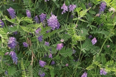 Goats-Rue-Plant