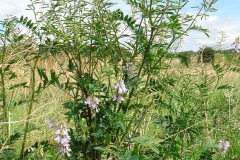 Goats-Rue-plant-growing-wild