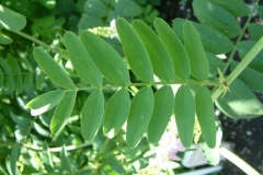 Leaves-of-Goats-Rue