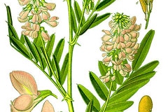 Plant-Illustration-of-Goats-Rue
