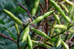 Seed-pods-of-Goats-Rue