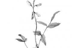 Sketch-of-Goats-Rue