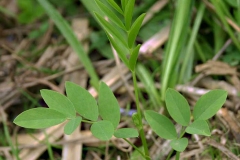 Small-Goats-Rue-plant
