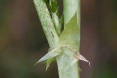 Stem-of-Goats-Rue