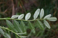 Ventral-view-of-leaves-of-Goats-Rue