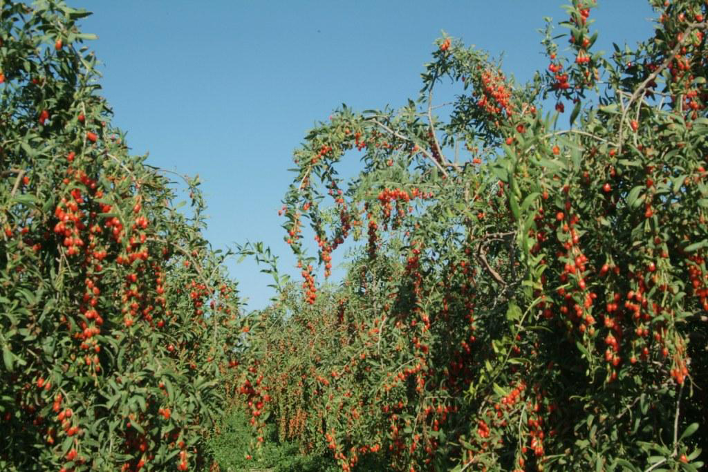 Goji-berries-in-the-plant