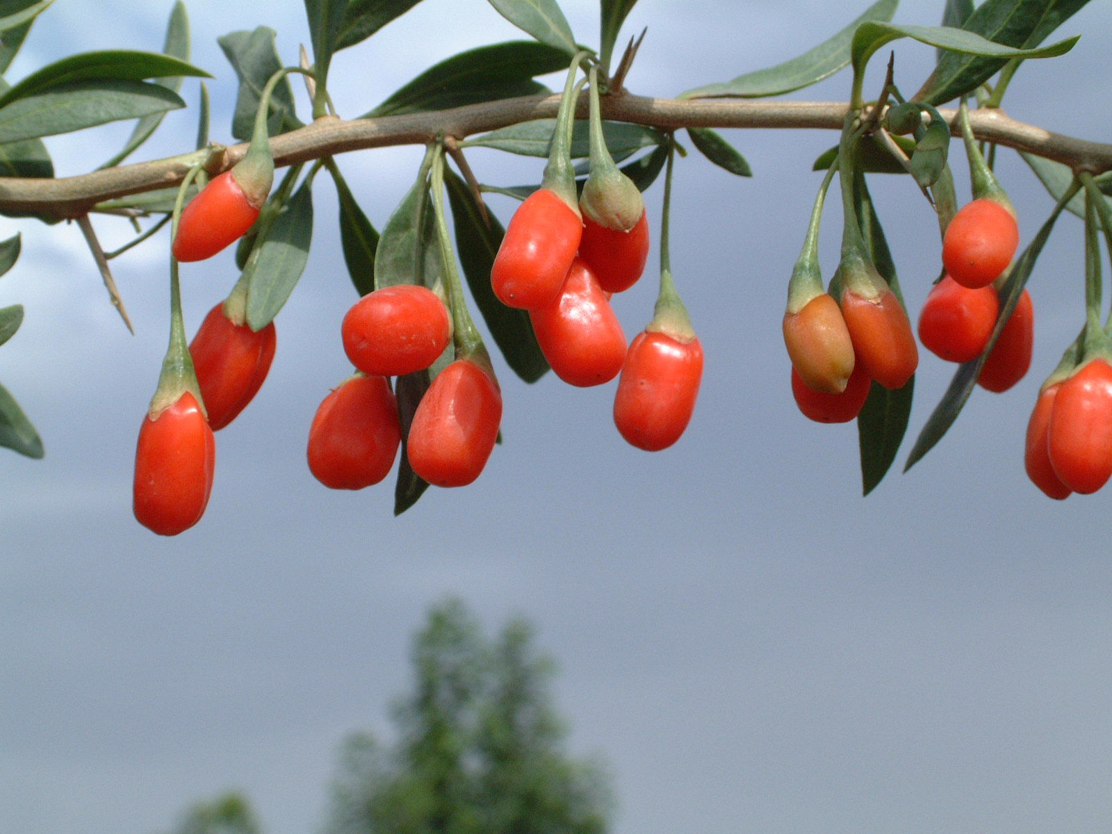 Goji Berry Facts And Health Benefits Health Benefits Goji Berry Facts And Health Benefits Health Benefits