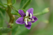 Close-up-flower-of-Goji-berries