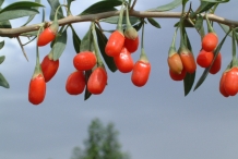 Goji-berries