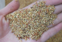 Goji-berry-seeds