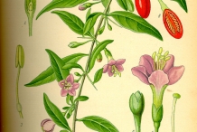 Illustration-of-Goji-berry