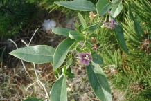 Leaves-of-Goji-berry