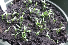 Seedlings-of-Goji-berry