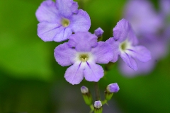 Closer-view-of-flower-of-Golden-dewdrop