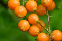Closer-view-of-fruits-of-Golden-dewdrop