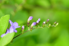 Flowering-buds-of-Golden-dewdrop