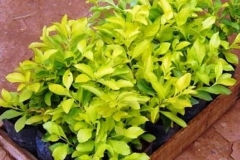 Golden-dewdrop-plant