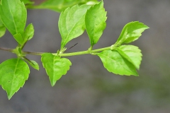 Leaves-of-Golden-dewdrop
