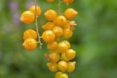 Ripe-fruits-of-Golden-dewdrop