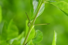 Thorns-of-Golden-dewdrop