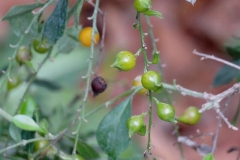 Unripe-fruits-of-Golden-dewdrop