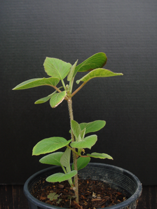 Small-golden-kiwi-plant