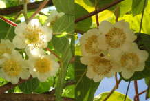 Flower-of--Golden-Kiwi