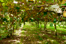 Golden-Kiwi-farming