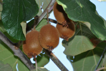 Golden-Kiwi-on-the-plant