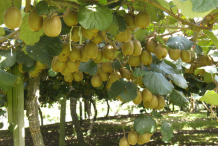 Golden-Kiwi-plant