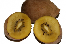 Golden-Kiwi