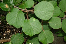 Leaves-of--Golden-Kiwi