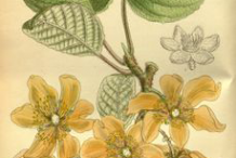 Plant-Illustration-of-Golden-Kiwi