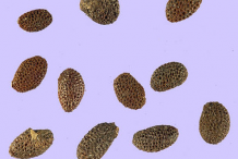 Seeds-of-Golden-Kiwi