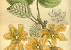 Plant-Illustration-of-Golden-Kiwi