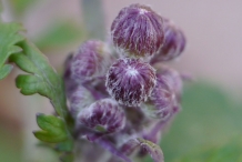 Flower-bud-of-Golden-Ragwort