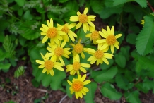 Flower-bundle-of-Golden-Ragwort