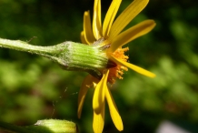 Golden-Ragwort-corolla