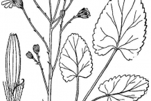 Golden-Ragwort-drawing