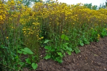 Golden-Ragwort-farm