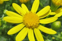 Golden-Ragwort-flower