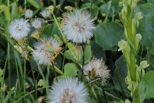 Golden-Ragwort-fruit