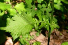 Golden-Ragwort-leaves