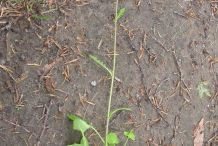Golden-Ragwort-plant