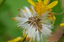 Golden-Ragwort-seeds